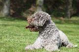 LAGOTTO 052